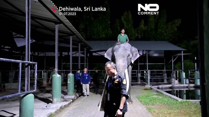 Video: Beschwerde von Aktivisten: Elefant wird zur Behandlung nach Thailand gebracht