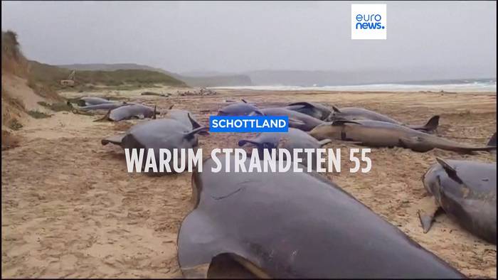 News video: Schottland: Warum strandeten 55 Grindwale an der Küste der Isle of Lewis?