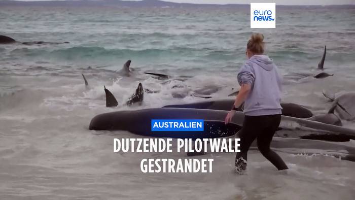 Video: Wal-Drama in Australien: Warum bildete die Schule vor der Strandung ein Herz?