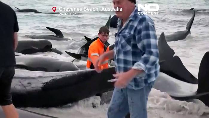 Video: Wal-Tragödie in Australien: Mehr als 50 Grindwale sind schon tot