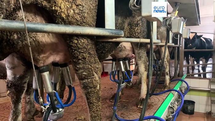 Video: Ein italienischer Landwirt kämpft mit der Hitze und schützt seine Kühe