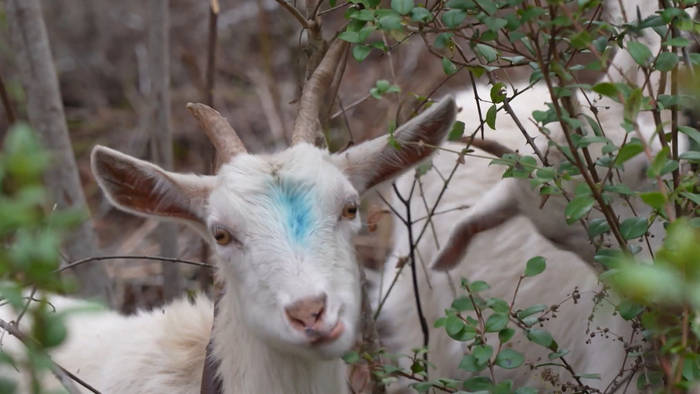 Video: Vielversprechend: Ziegen als Waldbrandschützer in Chile
