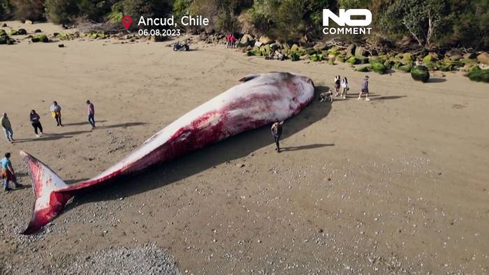 Video: Riesiger Blauwal an chilenischer Küste gestrandet