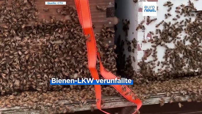 News video: LKW nahe Toronto verunfallt: Fünf Millionen Bienen schwirren davon