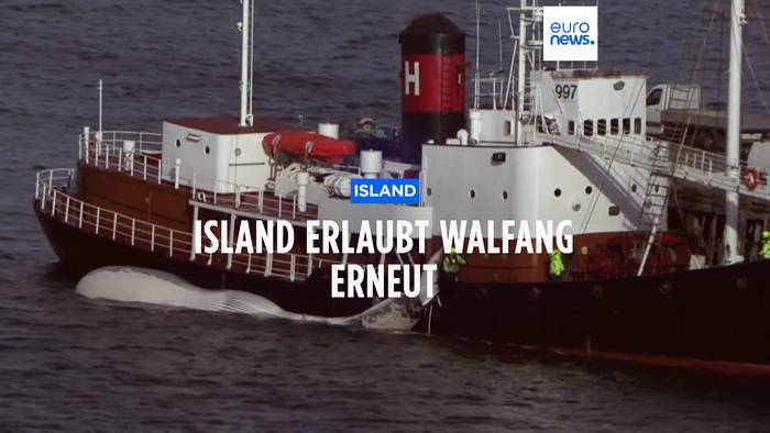 Video: Island lässt Walfang unter strengen Auflagen wieder zu