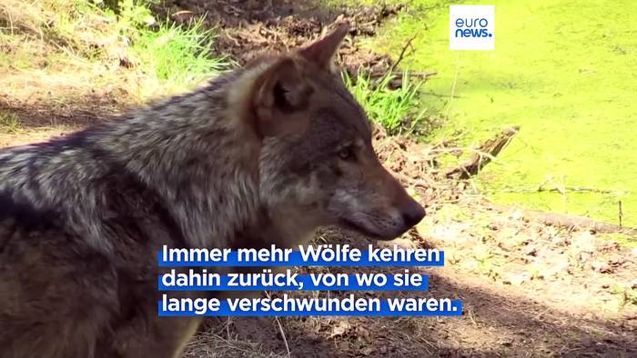 Video: Die Wölfe sind los - und die Europäische Union hat ein Problem