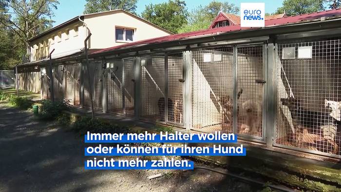 Video: Hund zu teuer: Tierheime in Deutschland voll