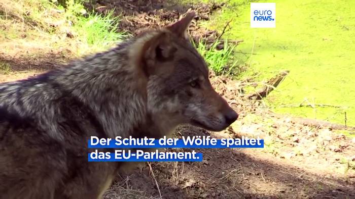 News video: EU-Parlament uneins über Pläne zur Überprüfung des Schutzes von Wölfen