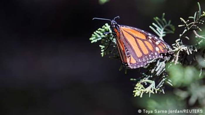 News video: Die wundersame Reise der Monarch-Falter