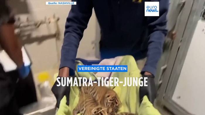 News video: Nashville: Drei Sumatra-Tiger geboren