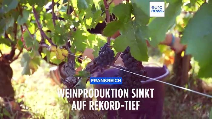 News video: Weltweite Weinproduktion vor Rekordtief: Extremwetter ruiniert die Ernte
