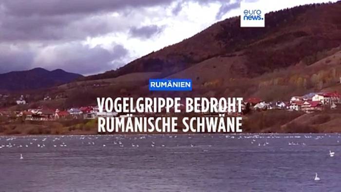 Video: Schwan-Sterben in Rumänien: Vogelgrippe greift an See um sich