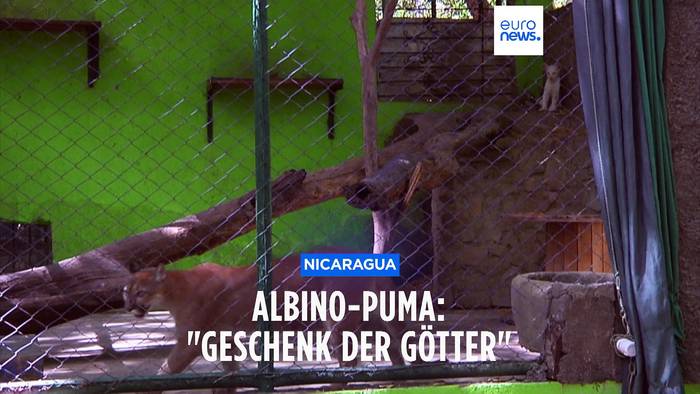 Video: Fast zu rar, um wahr zu sein: Albino-Puma Itzae rührt Zoo-Besucher