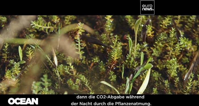 Video: Europäische Küstenfeuchtgebiete: natürliche Verbündete im Kampf gegen den Klimawandel