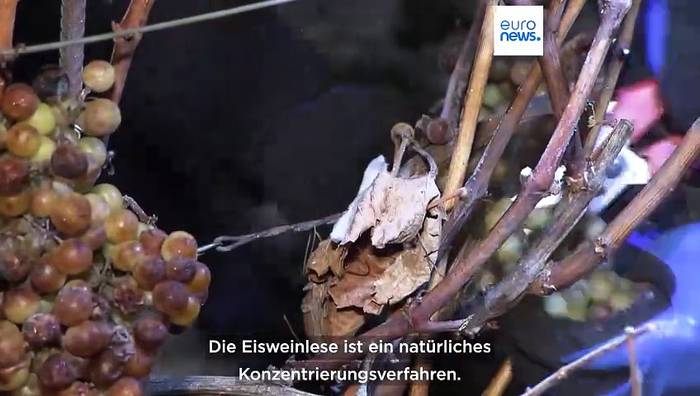 News video: Ein frostiger Gaumenschmaus: Eisweinlese im Burgenland beginnt