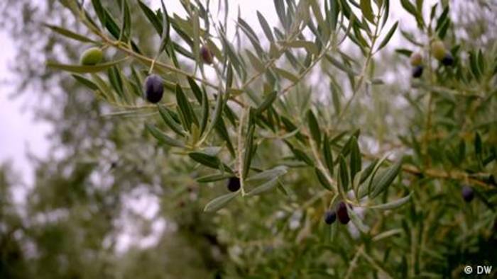 Video: Spanien – Olivenbauern in der Krise