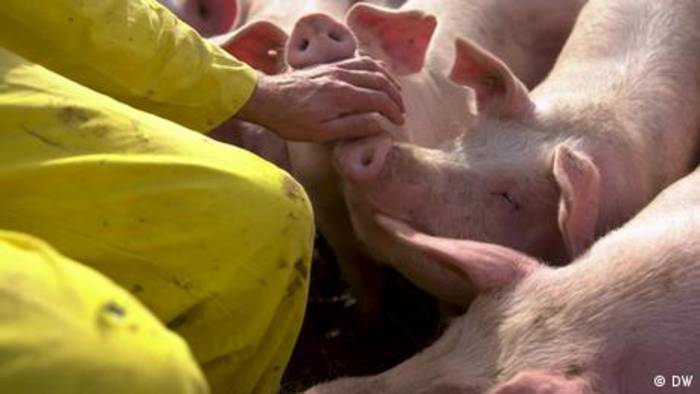 Video: Die letzten Schweine der DDR