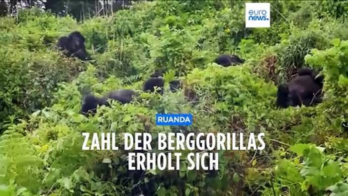 Video: Zahl der Berggorillas erholt sich