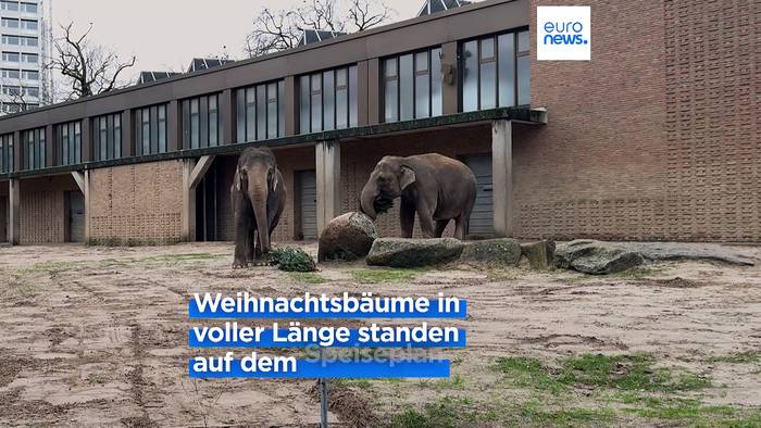 Video: Berliner Zoo: Warum Elefanten Weihnachtsbäume zum Fressen gern haben