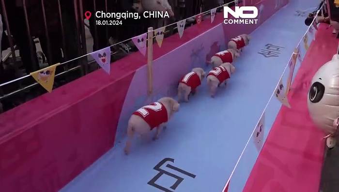 Video: Rennen und Beauty: Einige der schönsten Schweine Chinas im Wettbewerb