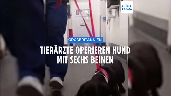 News video: Tierärzte operieren Hund mit sechs Beinen