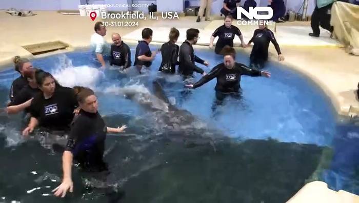 News video: Nach 10-Millionen-Dollar-Renovierung: die Delfine sind zurück