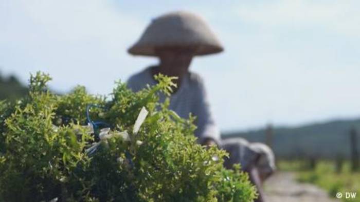 Video: Wahlen in Indonesien: Algenbauern hoffen auf neue Regierung