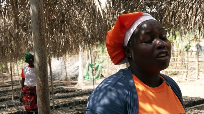 News video: So stellen ivorische Bauern abholzungsfreien Kakao her