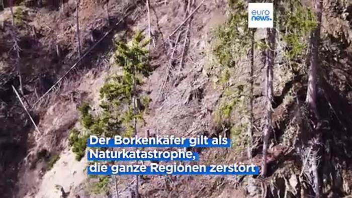 Video: Drohnen gegen den Borkenkäfer - im Pustertal in Österreich