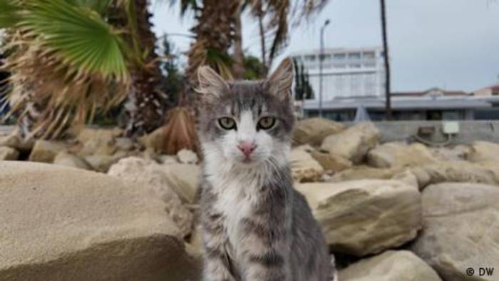 News video: Zypern: Sorge vor Katzencovid