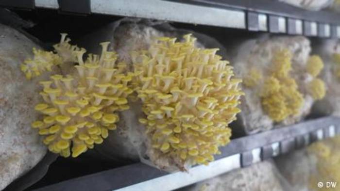 Video: Tupu – Pilze aus der Farm mitten in der Stadt