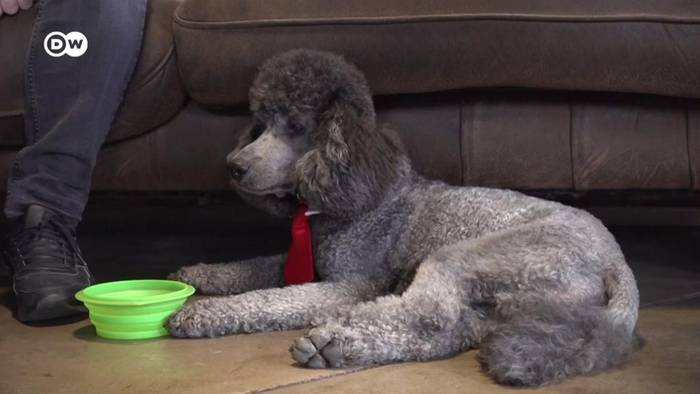News video: Auf den Saft gekommen: Mit dem Hund auf einen Drink