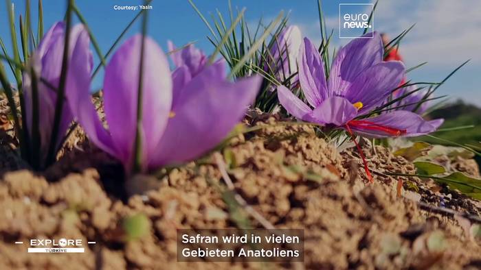 Video: In der türkischen Stadt Safranbolu wächst das „rote Gold“ in Hülle und Fülle