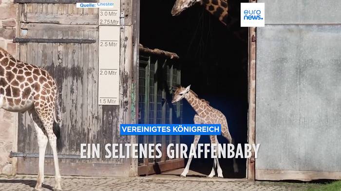 Video: Ein seltenes Giraffenbaby freut sich über die Sonne im Chester Zoo