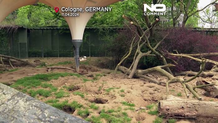 News video: Nachwuchs bei den Kölner Erdmännchen