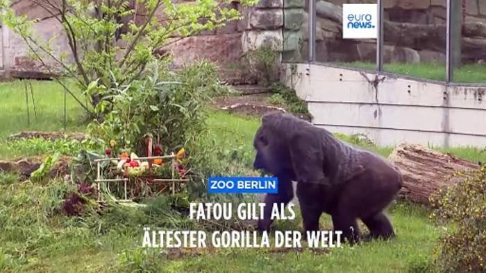 News video: Schon seit vor der Mauer in Berlin - Ältester Gorilla der Welt: Fatou feiert 67. Geburtstag