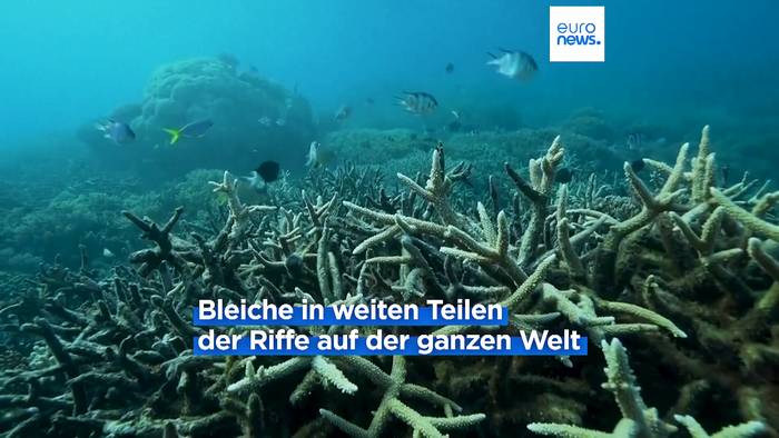 News video: Hitze stresst die Korallen, sie verlieren ihre Farbe und sterben