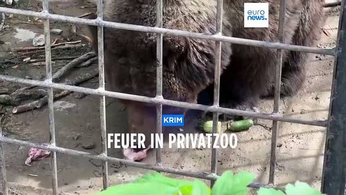 Video: Verheerendes Feuer in Zoo auf der Krim: Nur 2 Bären überleben