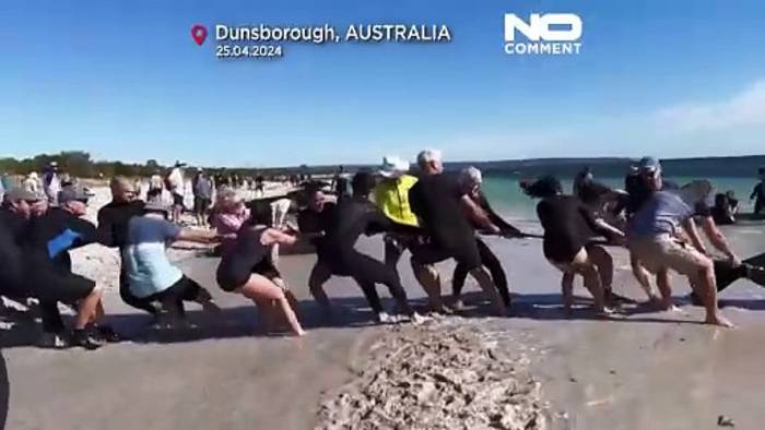 News video: Dramatische Rettung: 160 Grindwale vor Australischer Küste gestrandet