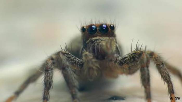 Video: Wie entwickeln sich die Augen von Spinnen?
