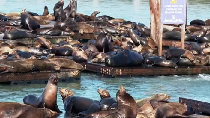 Video: Dicht gedrängt: Tausende Seelöwen locken Schaulustige in San Francisco an