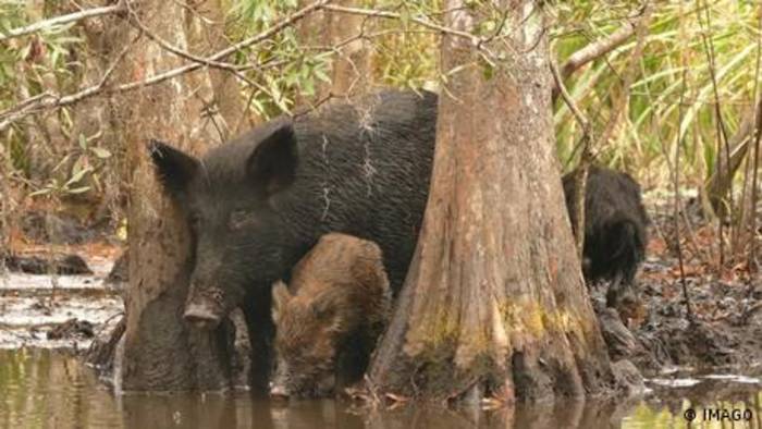 Video: Invasive Arten: Töten, um die Umwelt zu schützen?
