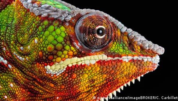 Video: Wie können Chamäleons ihre Farbe wechseln?