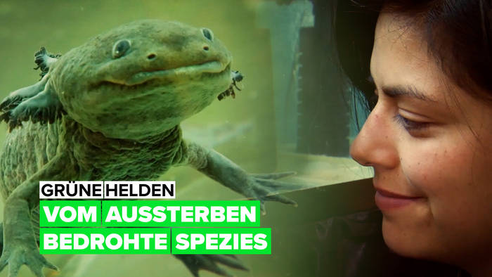 Video: Der Kampf ums Überleben