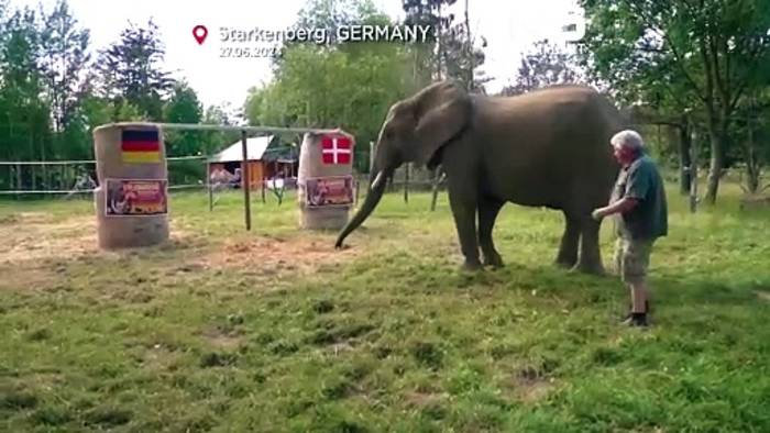News video: Euro 2024: Elefant Bubi sagt Sieg der Deutschen Nationalelf voraus