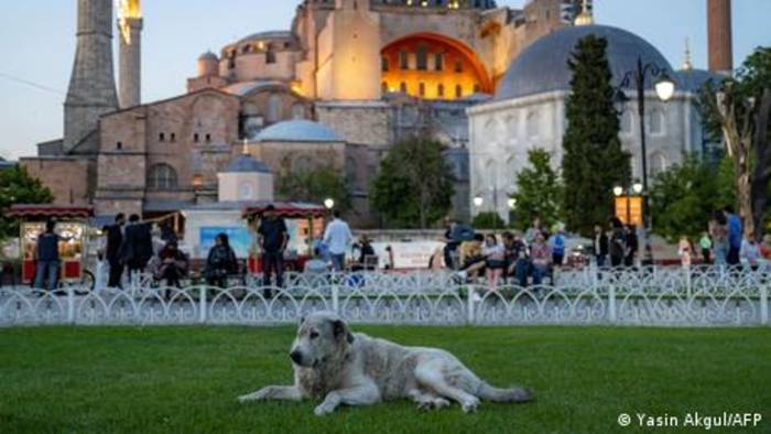 Video: Türkei: Straßenhunde in Gefahr