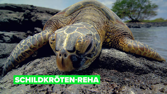 Video: Das luxuriöse Schildkröten-Resort