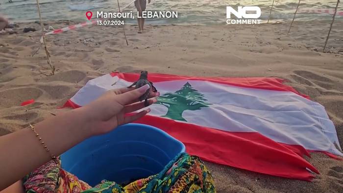 Video: Kleine Schildkröten machen ihre ersten Schritte am Mittelmeer
