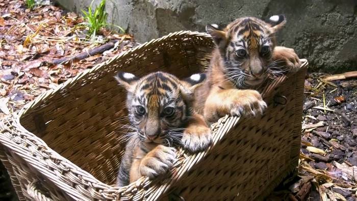 Video: Erster Tierarztbesuch für Tiger-Zwillinge