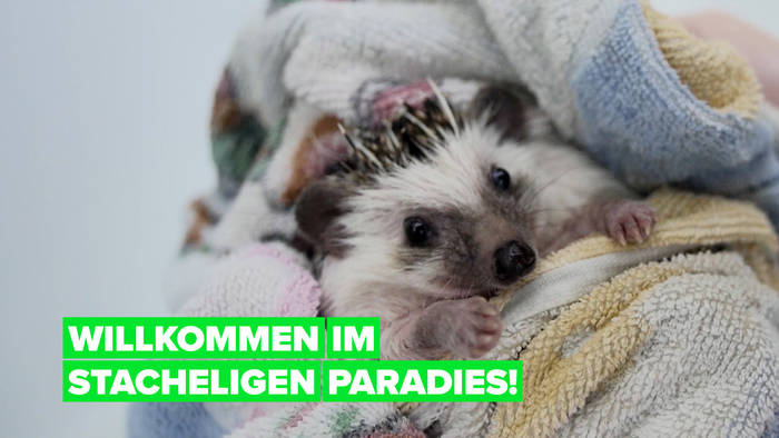 Video: Willkommen im Igel-Hotel!